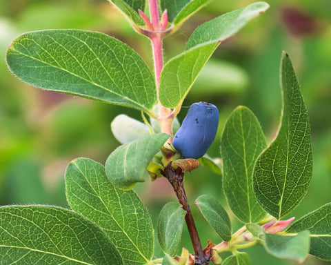 little honeyberries growing on haskap plant