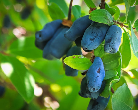 Benefits and Varieties: The Healthful World of Haskap Berries