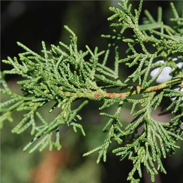 Eastern Red Cedar Tree For Sale | Buy Juniperus Virginiana Online