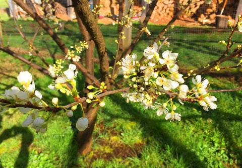 Budding on the trees.