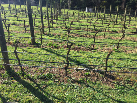 The vineyard in late winter.