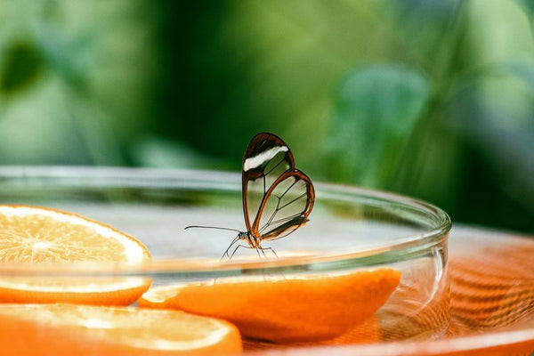 Butterfly eating fruit
