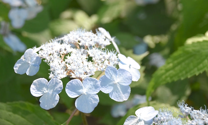 甘茶の花