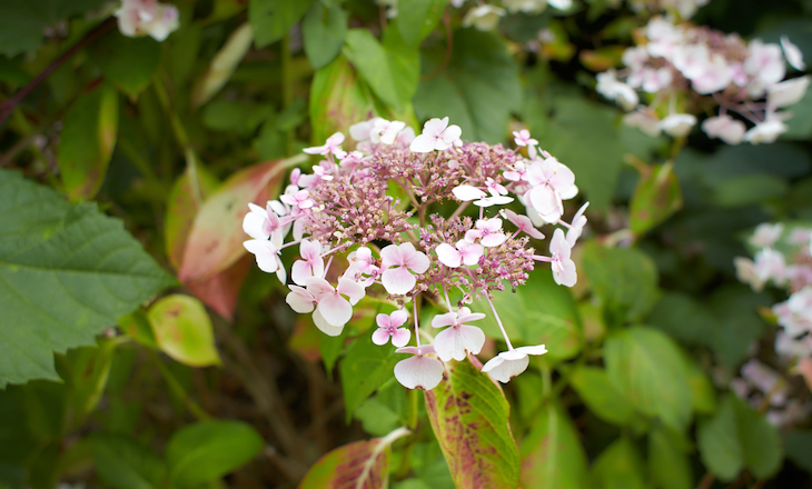 山紫陽花