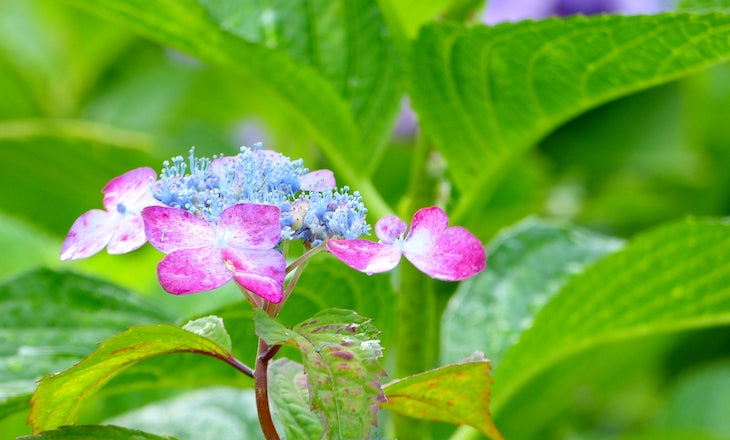 甘茶の花