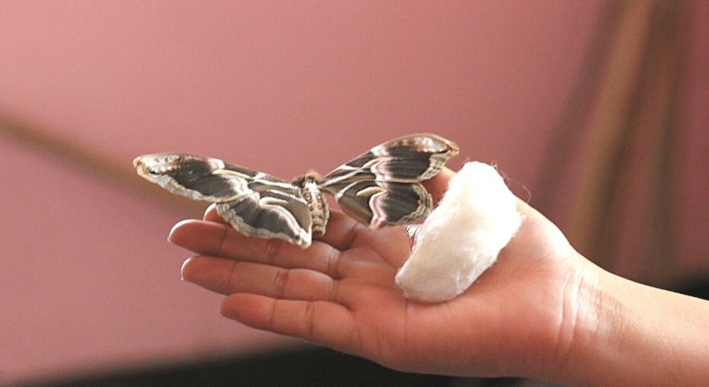 Eri Silk Moth and Cocoon