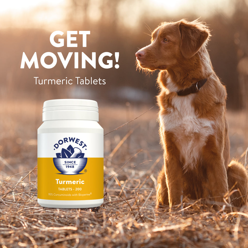 can tumeric help cats and dogs