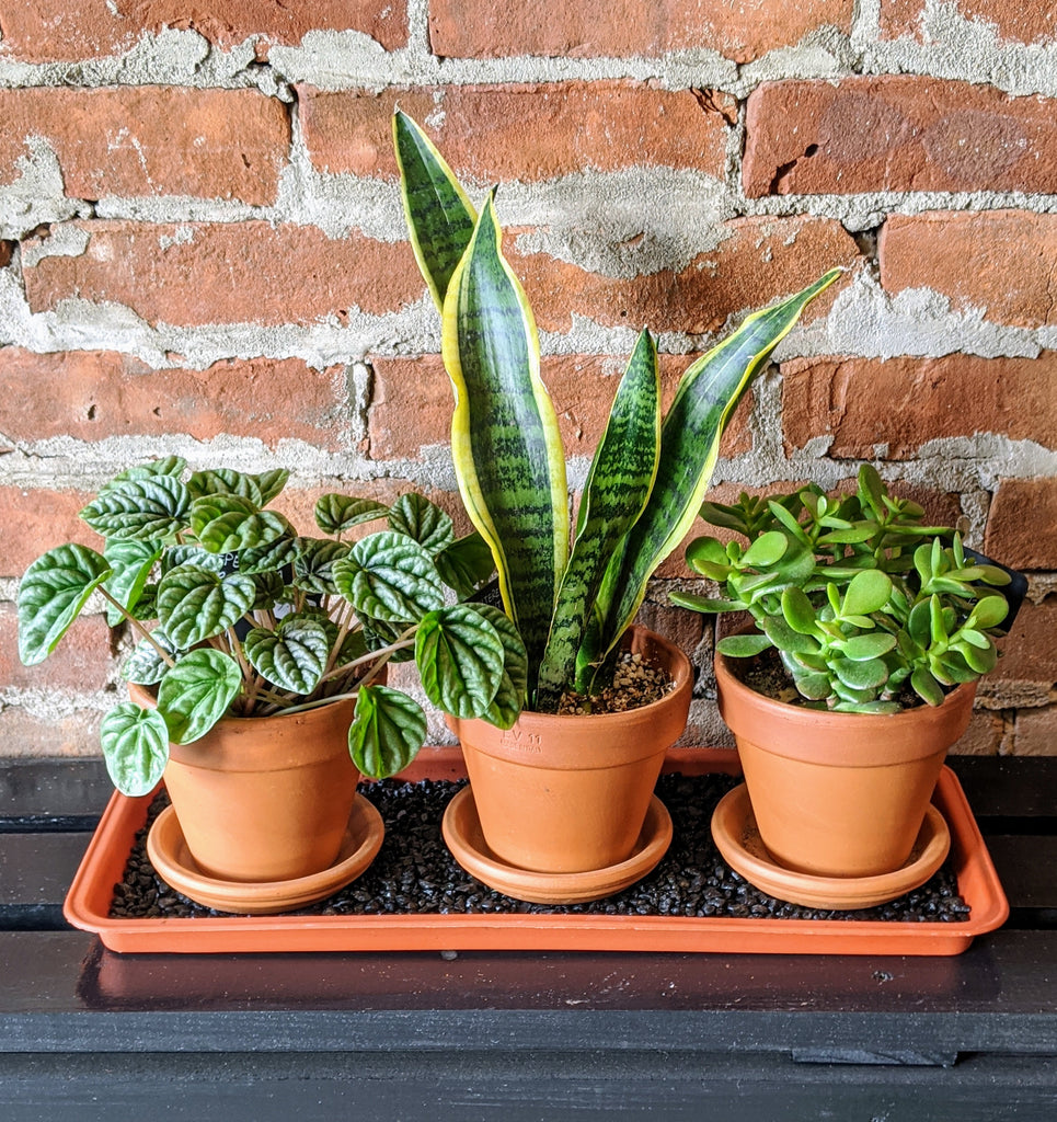 Plant Trio Ithaca Flower Shop