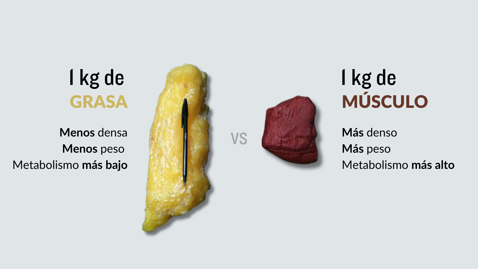 Diferencias entre la grasa y el músculo (peso, densidad y metabolismo)