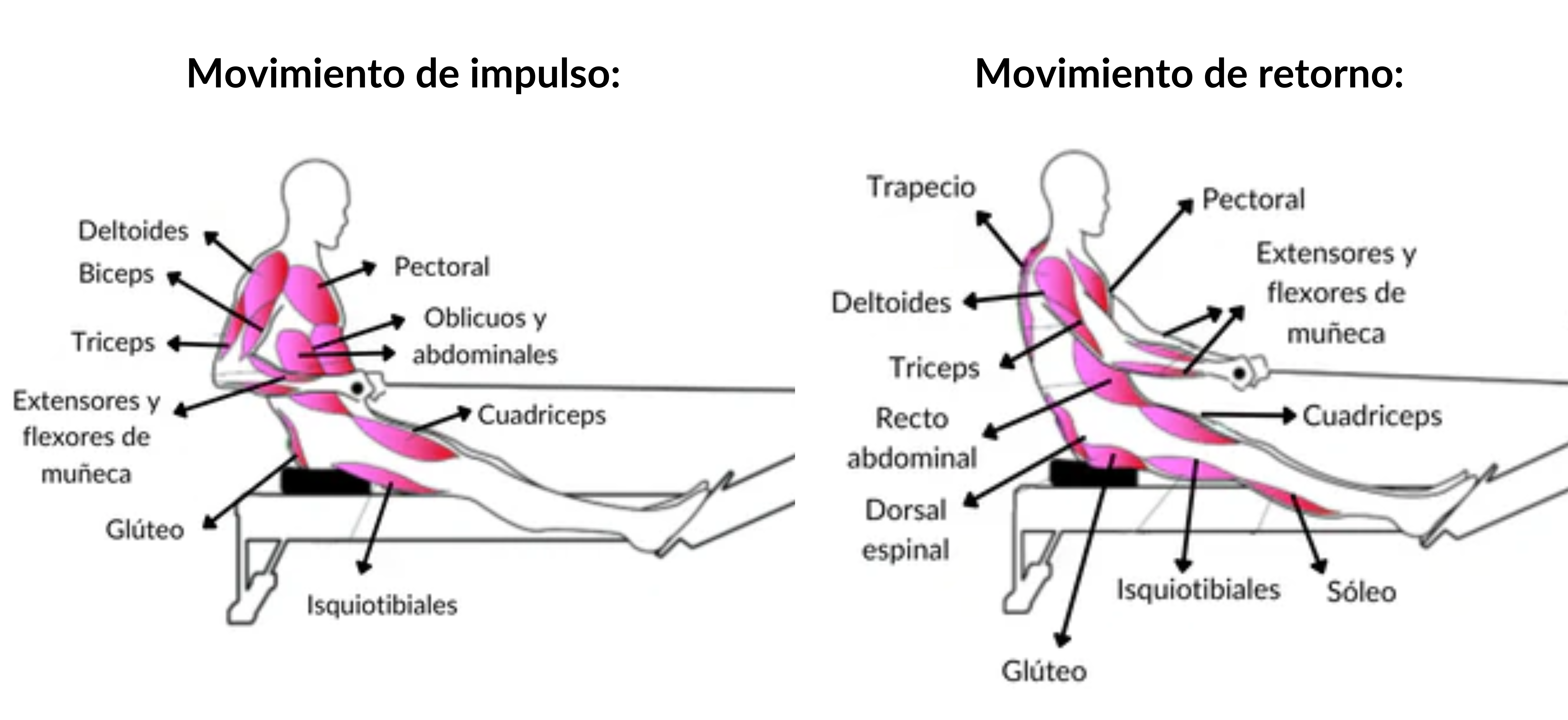 What muscles are worked during rowing exercise
