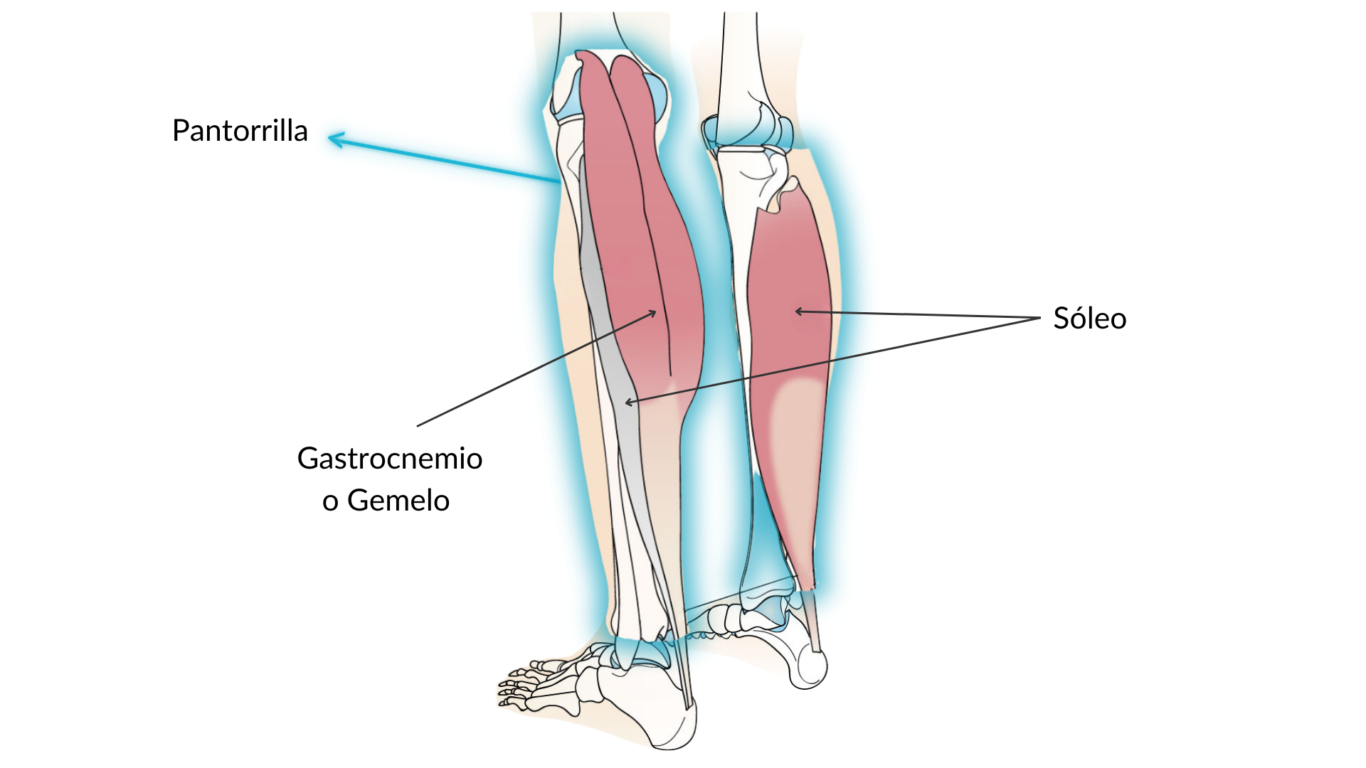 Músculos da perna: o que é a panturrilha, o gastrocnêmio e o sóleo