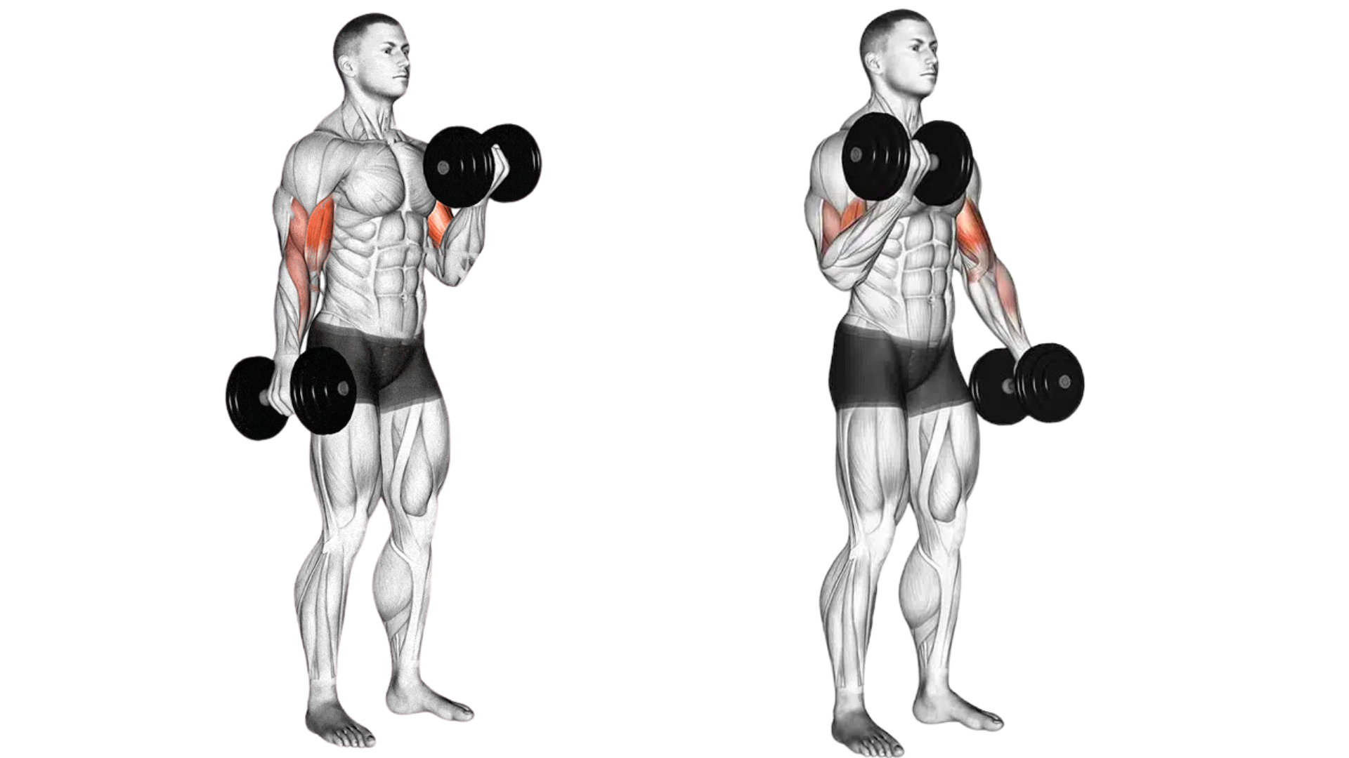 How to do the Alternating Dumbbell Biceps Curl