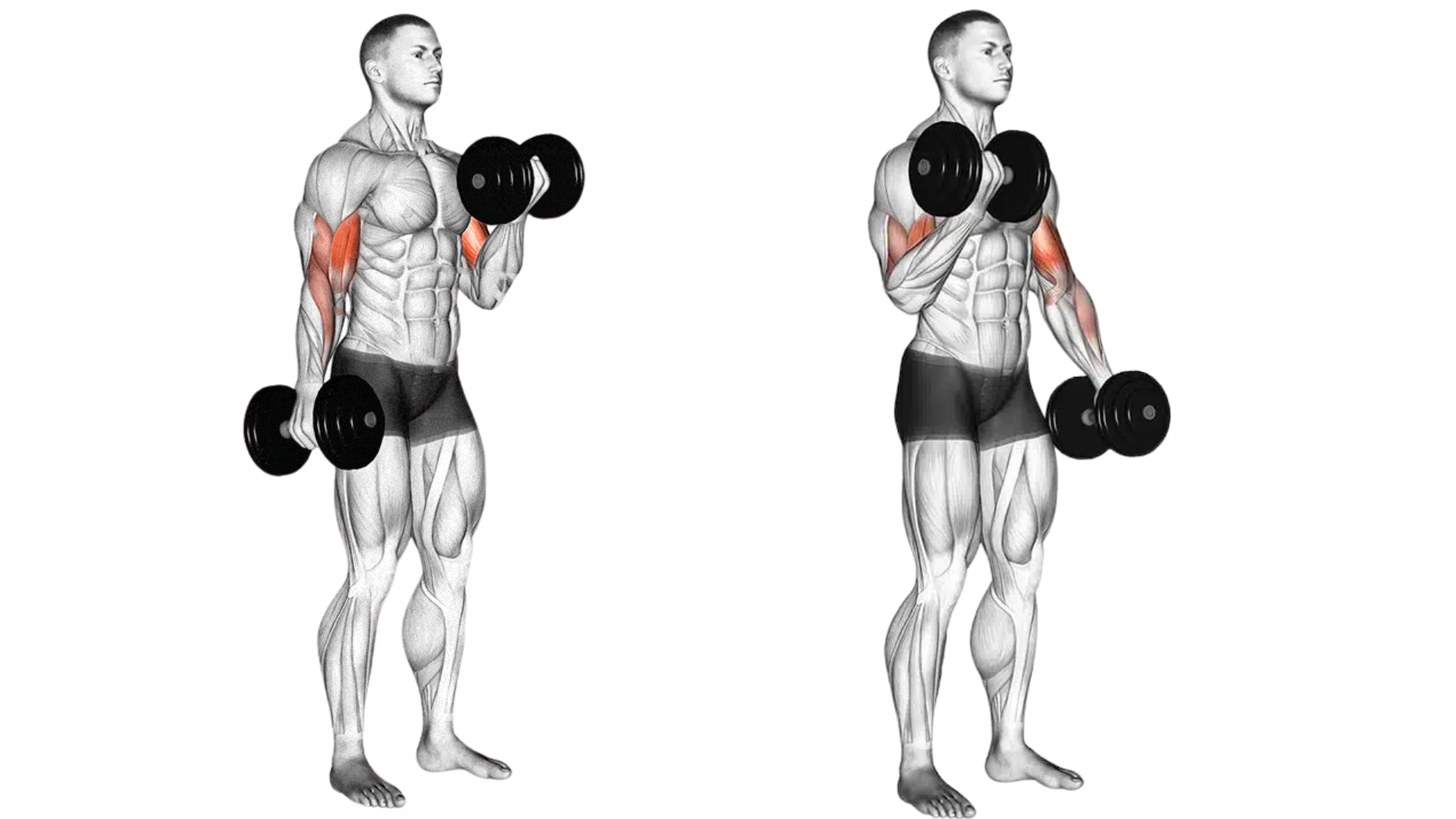 Como fazer a rosca alternada de bíceps com halteres