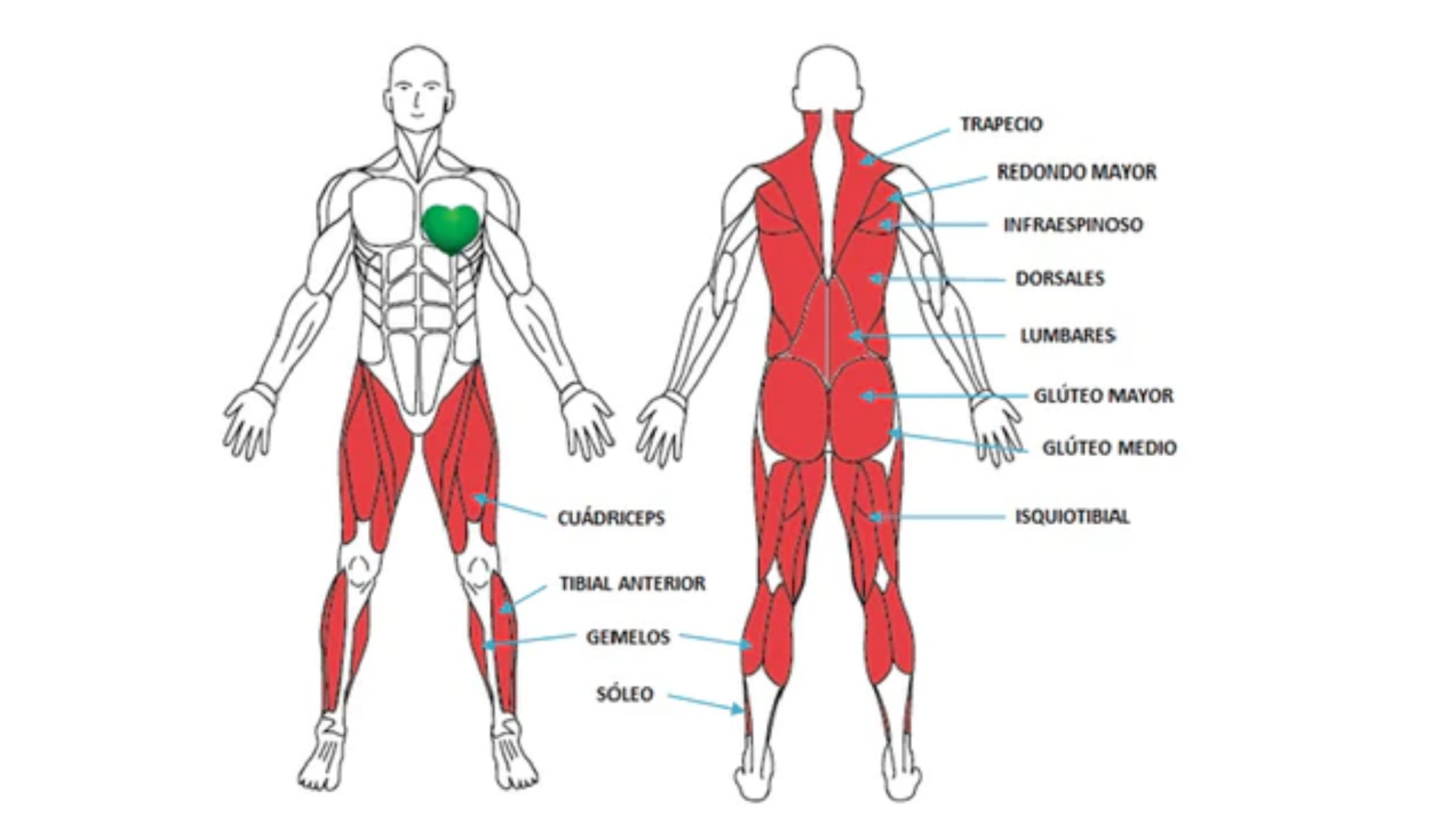 Músculos que se activan en una cinta de correr