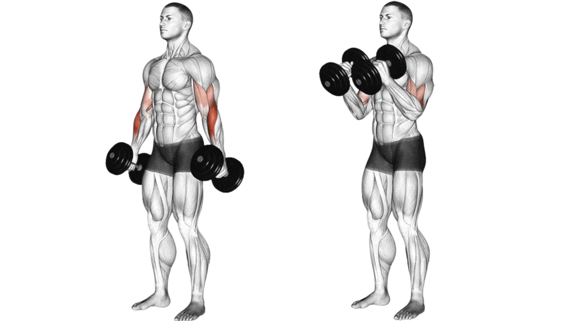 How to do the Dumbbell Hammer Biceps Curl