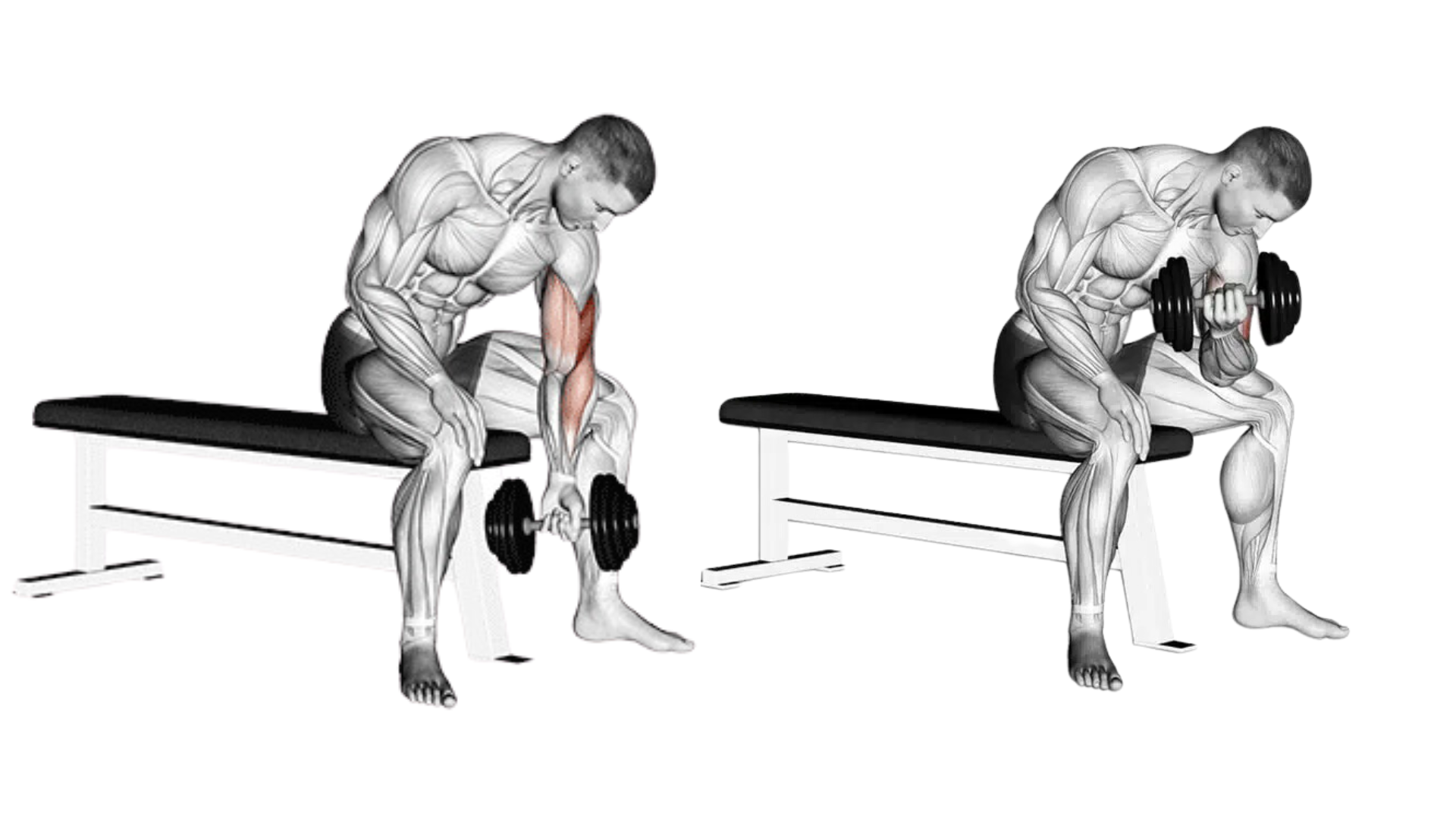 How to do the Concentrated Biceps Curl with dumbbells