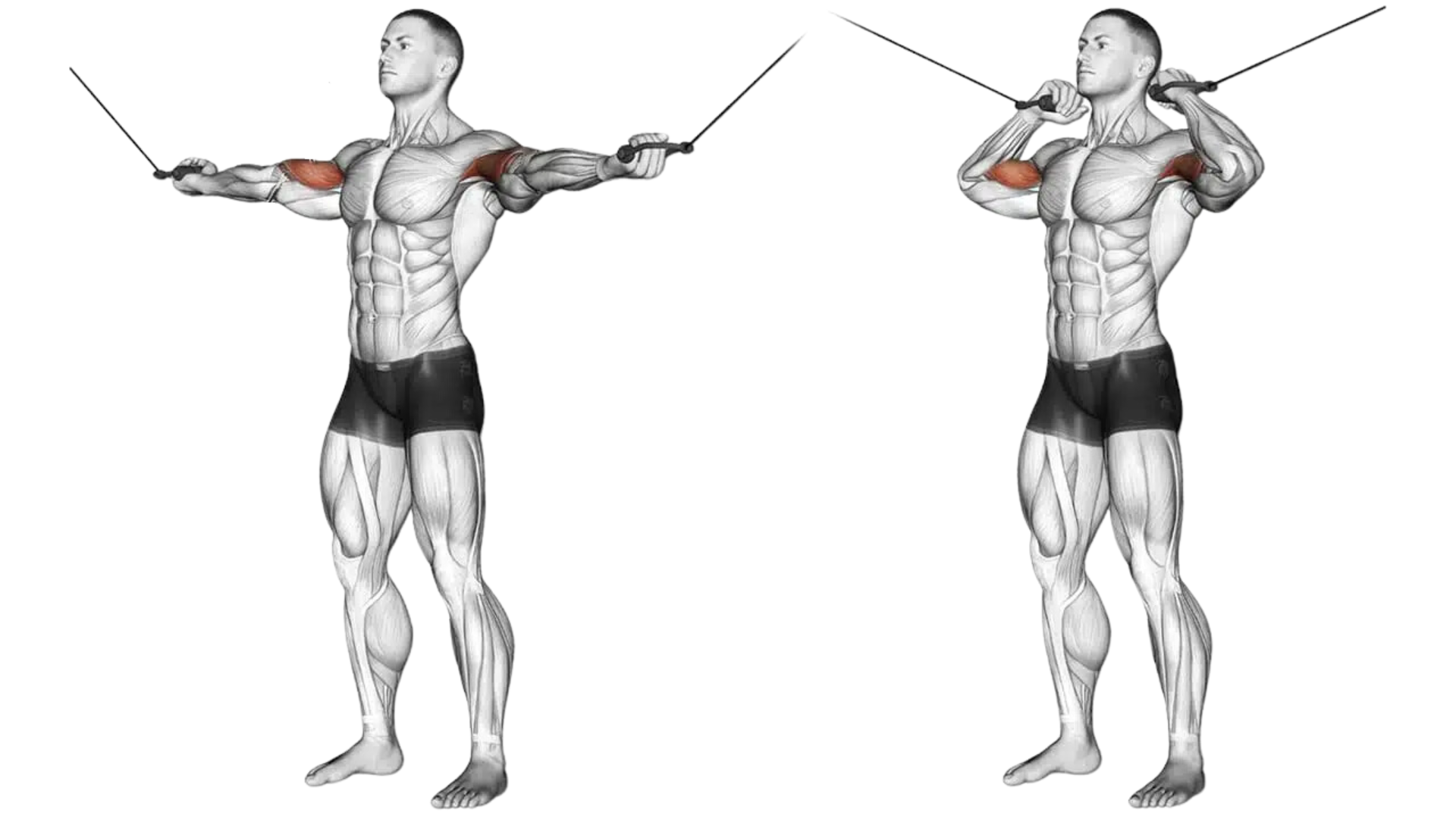 How to do the Cross Biceps Curl with Cables