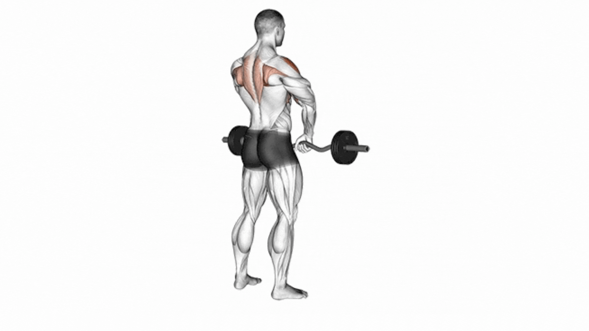 GIF that explains how to do the barbell chin-up row
