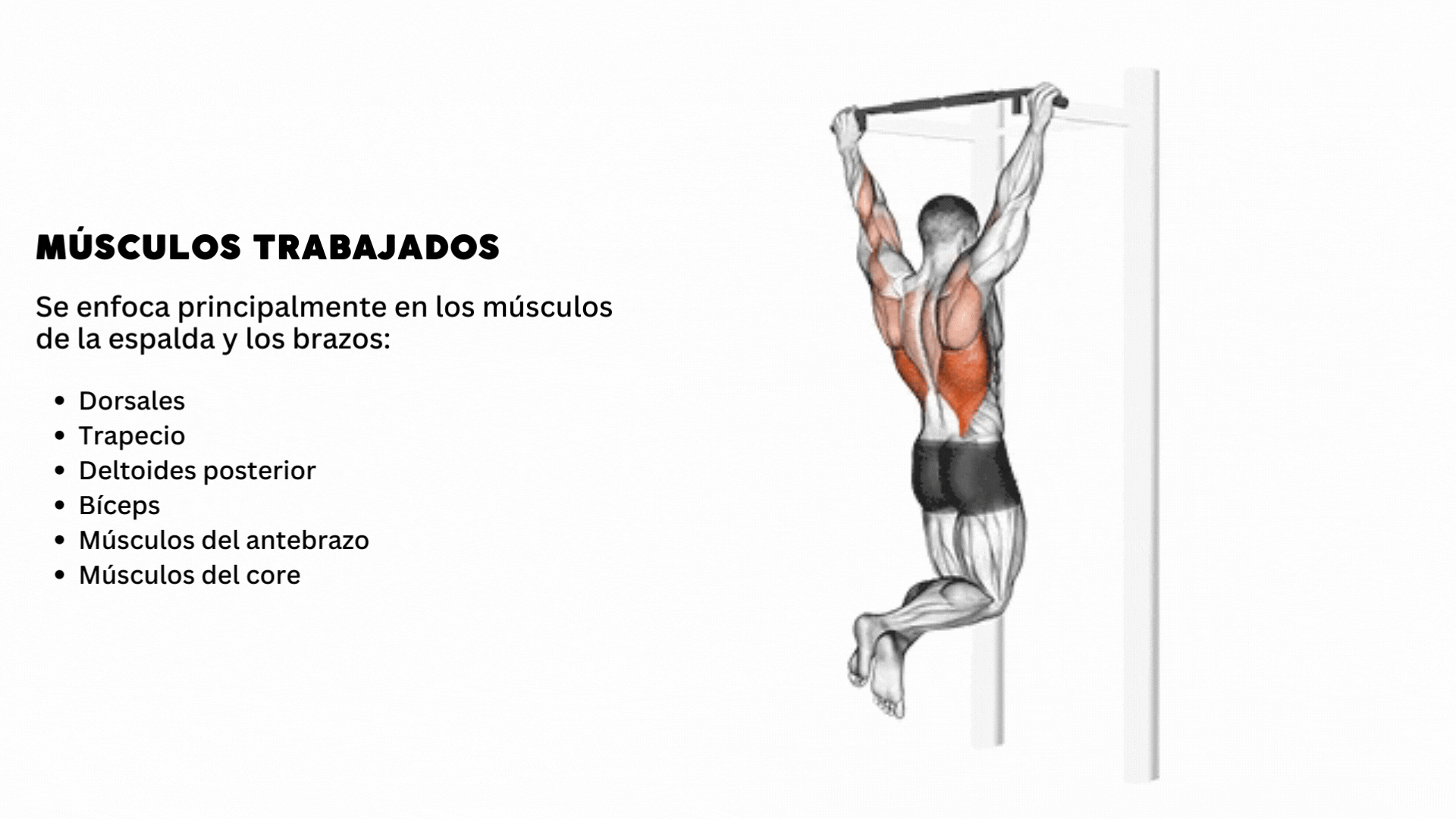 How to do pull-ups together with the muscles they work