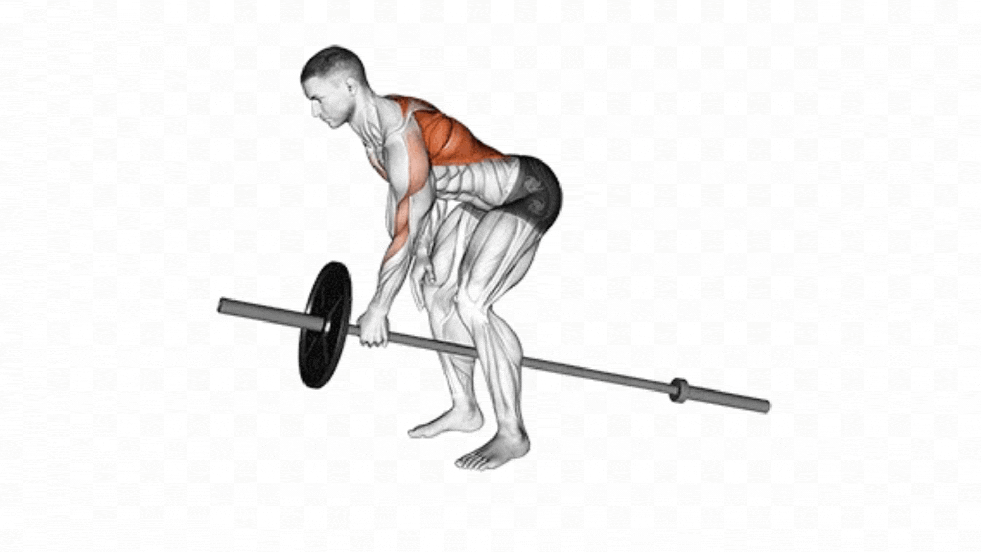 GIF that explains how to do the T-bar row