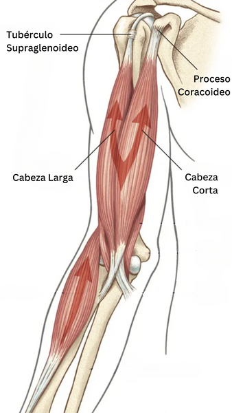 Composición y anatomía de los bíceps