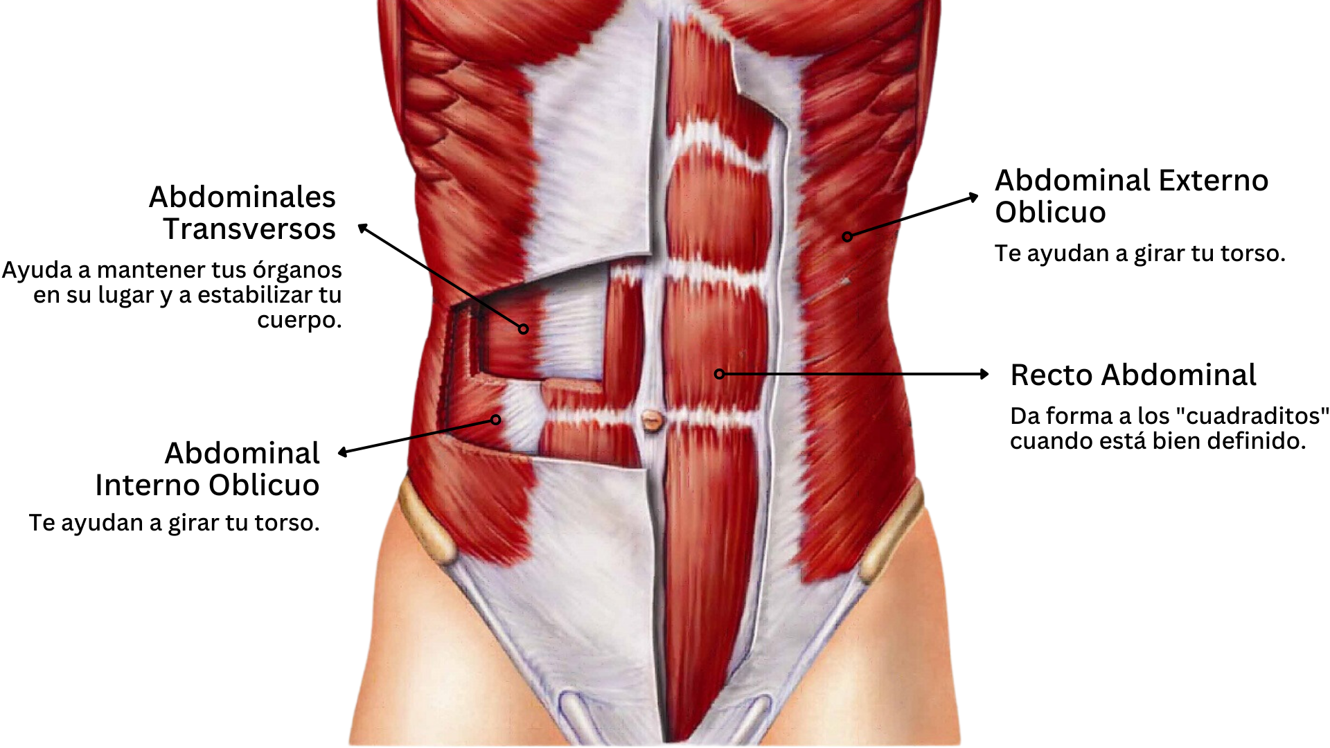 Músculos abdominales qué son y por qué están compuestos