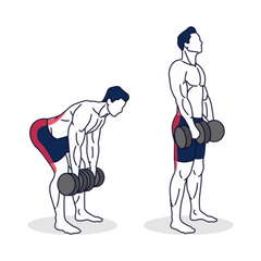 Dumbbell deadlift