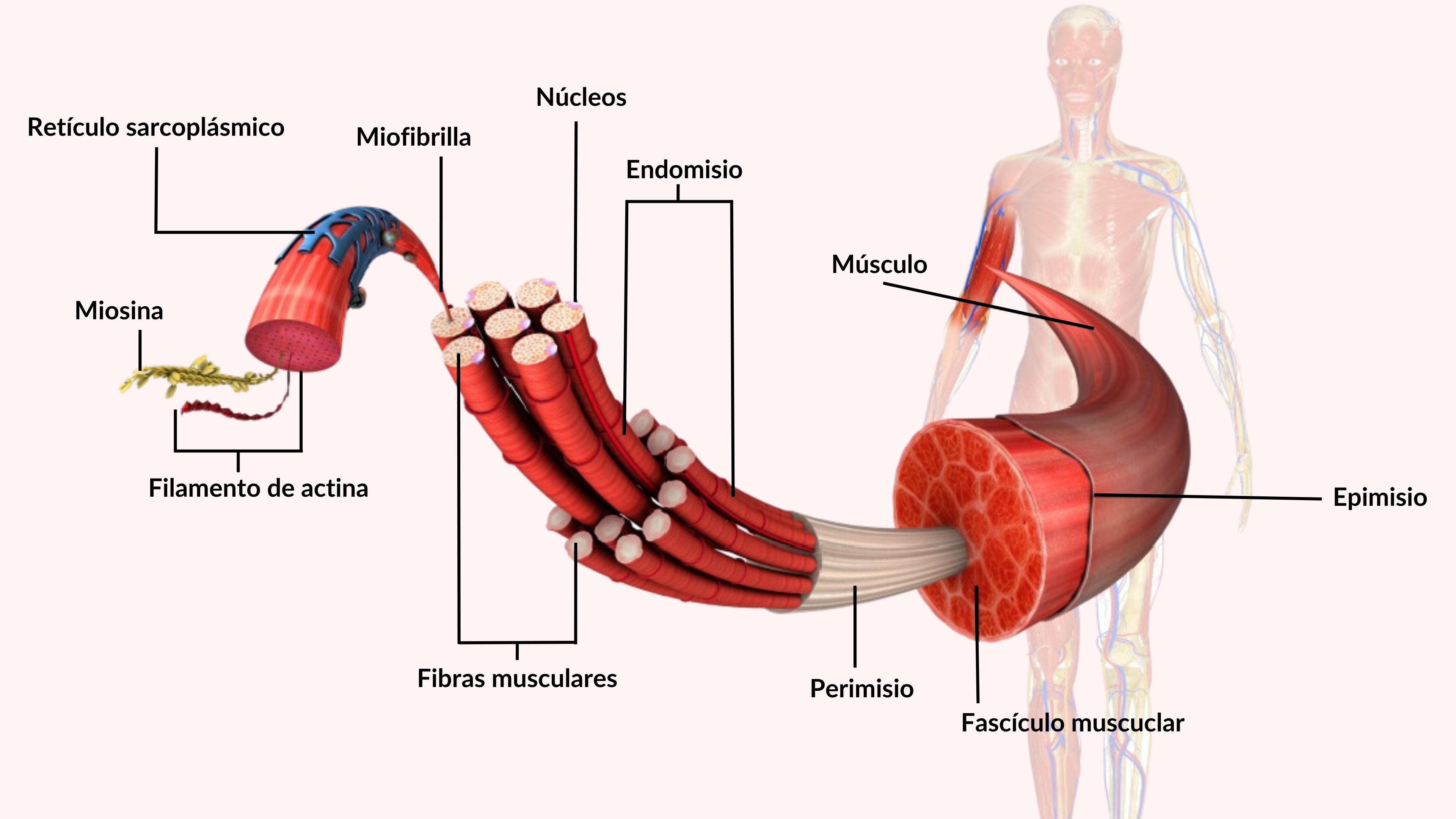 Como las microroturas fibrilares hacen que tengamos agujetas