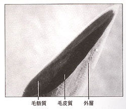 ヒゲの直径は0 1mm カミソリの薄さは0 08mm 髭剃りの科学 カミソリ倶楽部