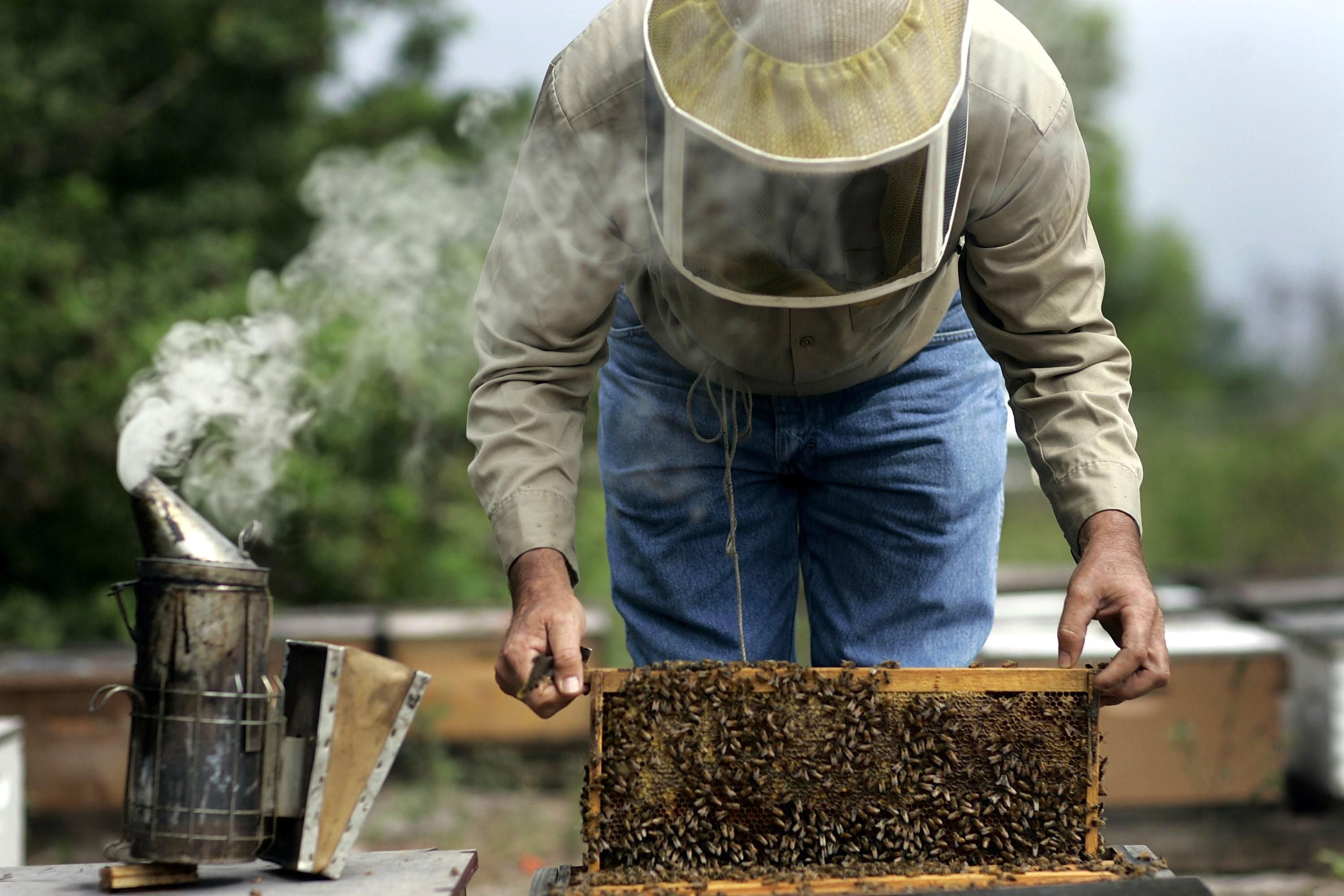 Why so many new beekeepers quit - Honey Bee Suite