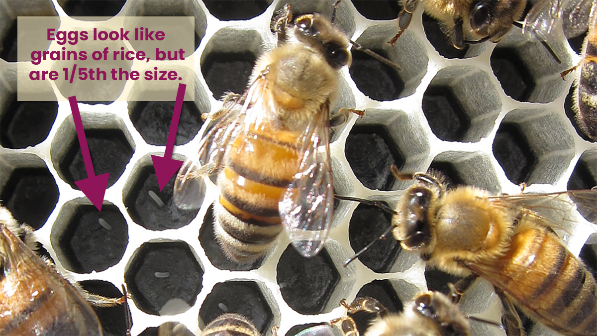 Why Do Bees Kill Their Queen? Dethroning A Queen Bee - Revive A Bee