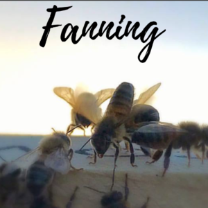 close up image of a bee standing on its front legs with its rear in the air and wings rapidly flapping