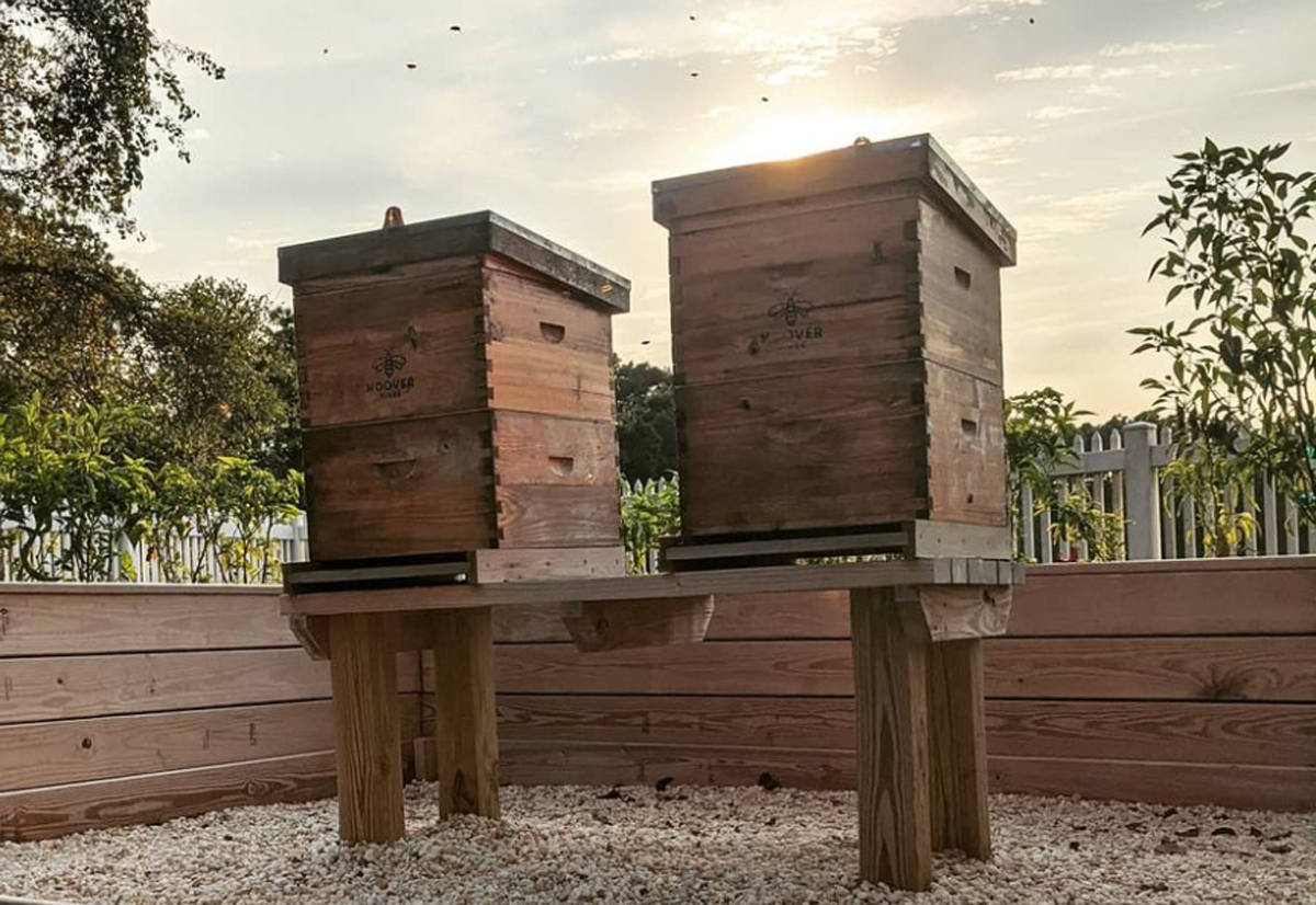 two Hoover Hives placed on a hive stand on mulch with small fence sunset crescent over hive