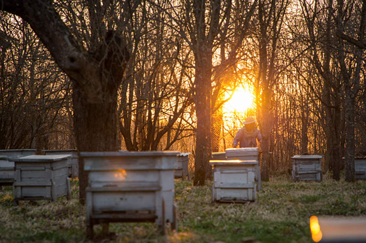 The morning sun shining through trees on to an apiary of multicolored painted beehives with beekeeper