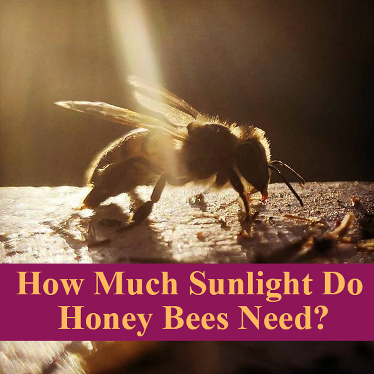 close up of a bee standing on the solid bottom board that is being warmed up by the sunlight