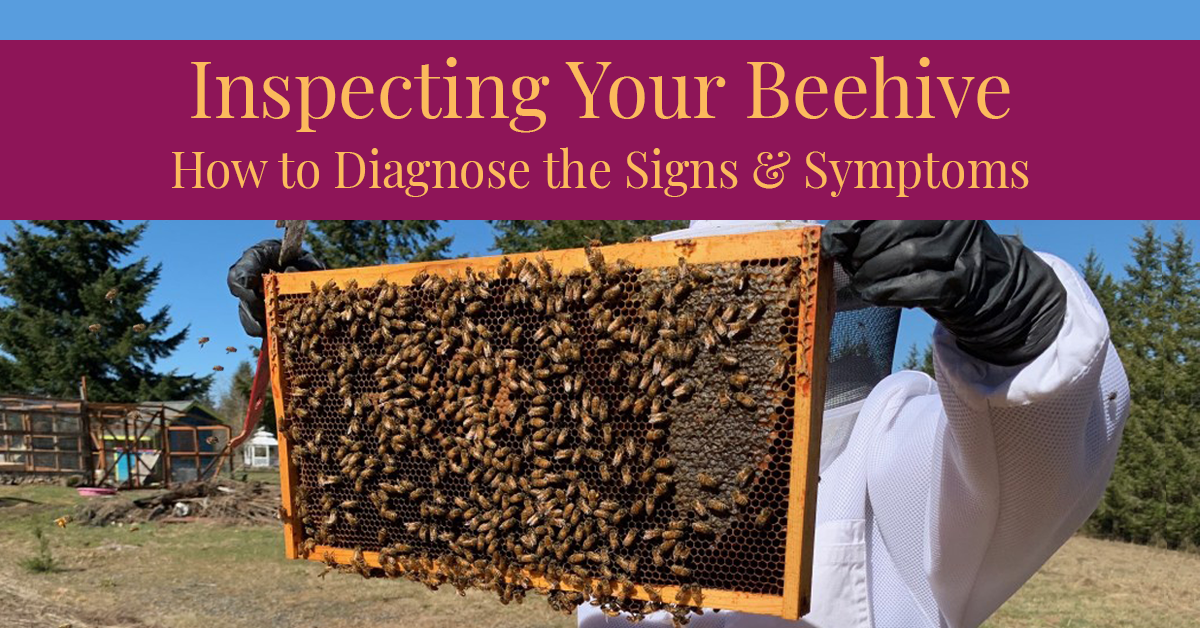 Beekeeper performing a hive inspection while holding a deep frame up in the sun. You can see plenty of bees on the frame.