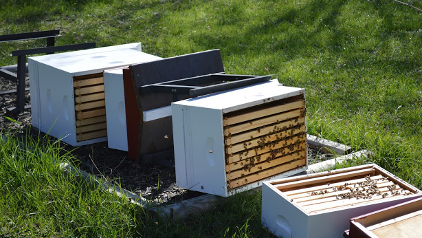 beehive that has been knocked over by the wind and has exposed the bees to the weather