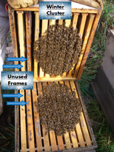 10 frame beehive tilted open during winter to reveal a cluster of bees taking up only 8 frames