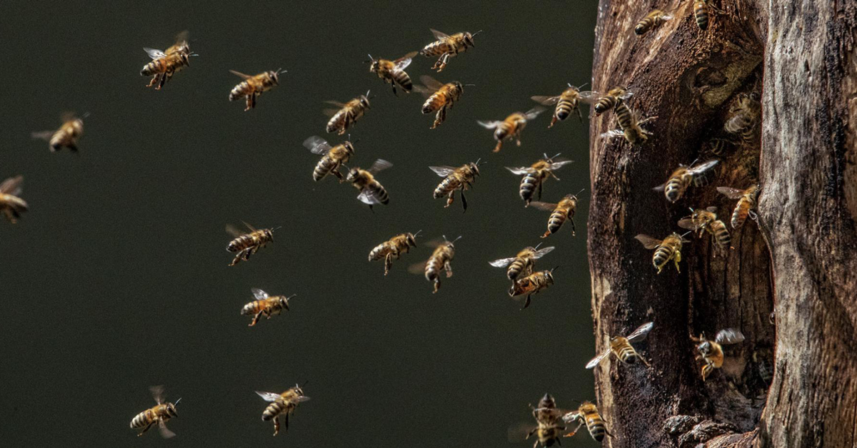 30 Or More Bees Flying In And Out Of The Entrance Of A Large Tree Hollow Cavity. A Bee's Favorite Place To Build a Beehive