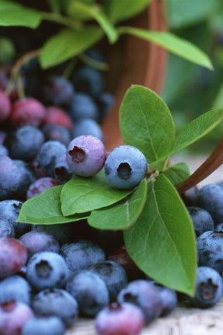 Organic Blueberry Upick