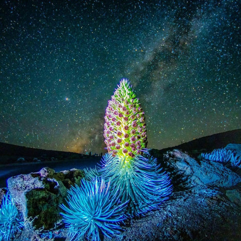 Haleakala Maui Silversword Daniel Sullivan photography at night