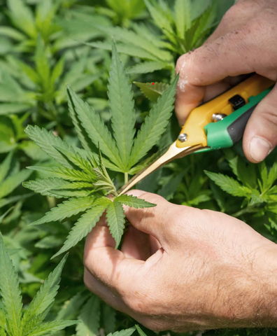 taking a cutting from hemp plant