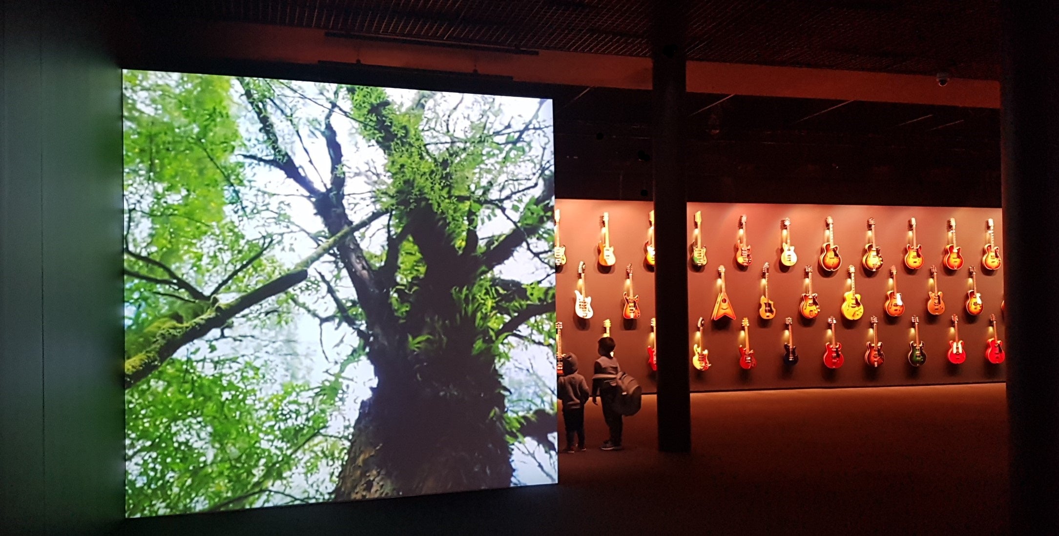 Tree video Maton guitar exhibition Powerhouse museum