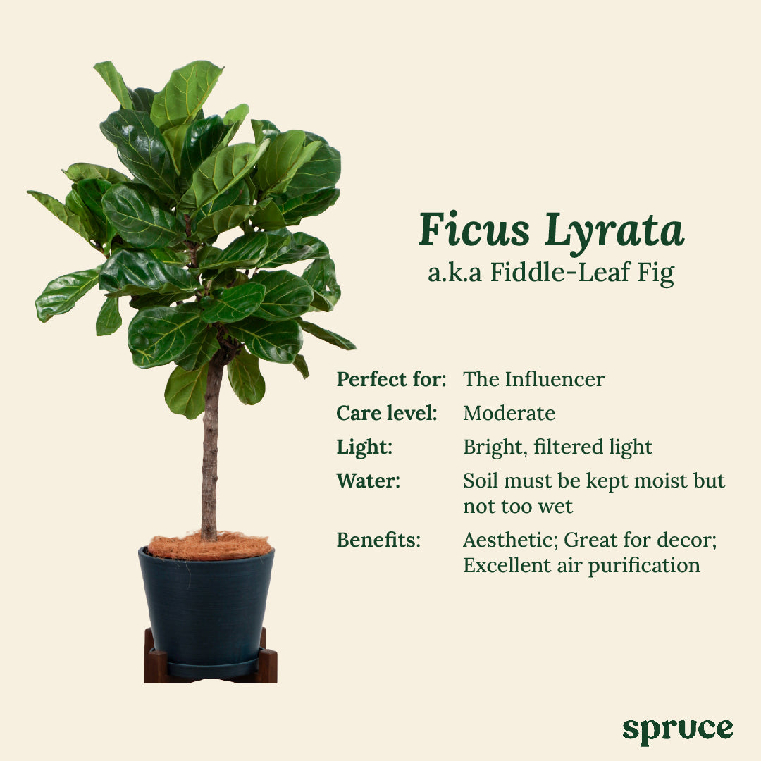 Ficus Lyrata (a.k.a. Fiddle-Leaf Fig)