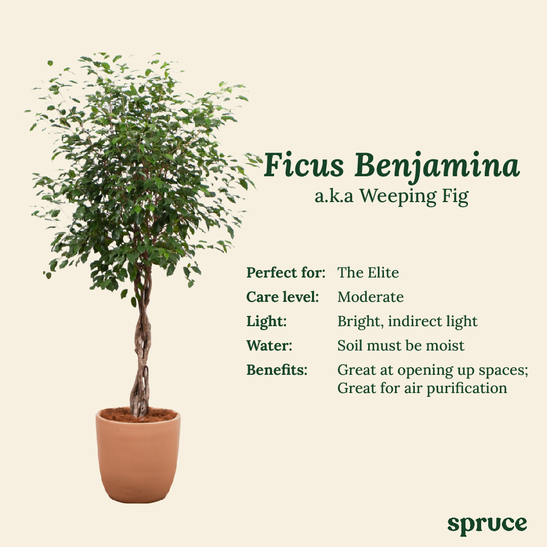Ficus Benjamina (a.k.a Weeping Fig)