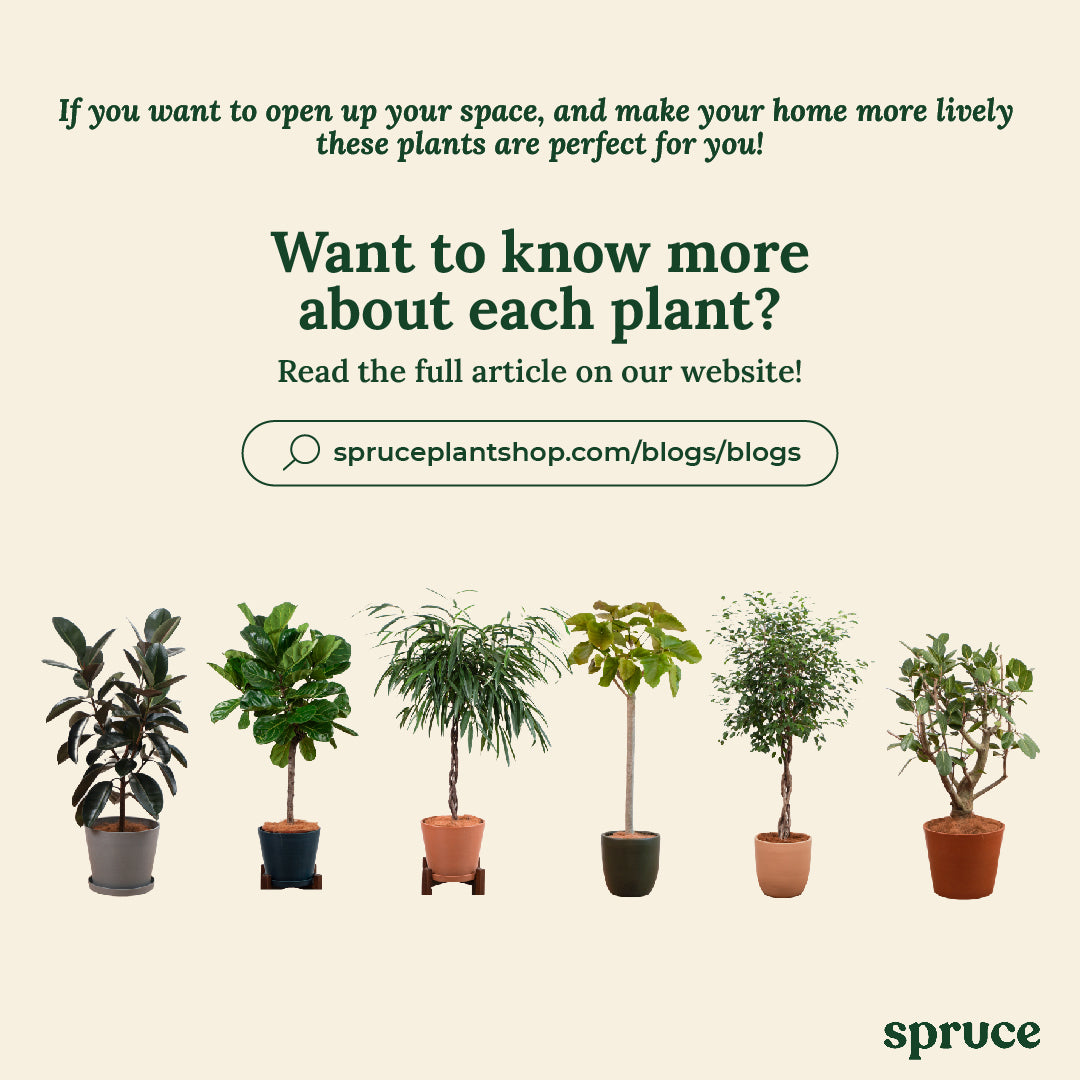 Know more about each plant