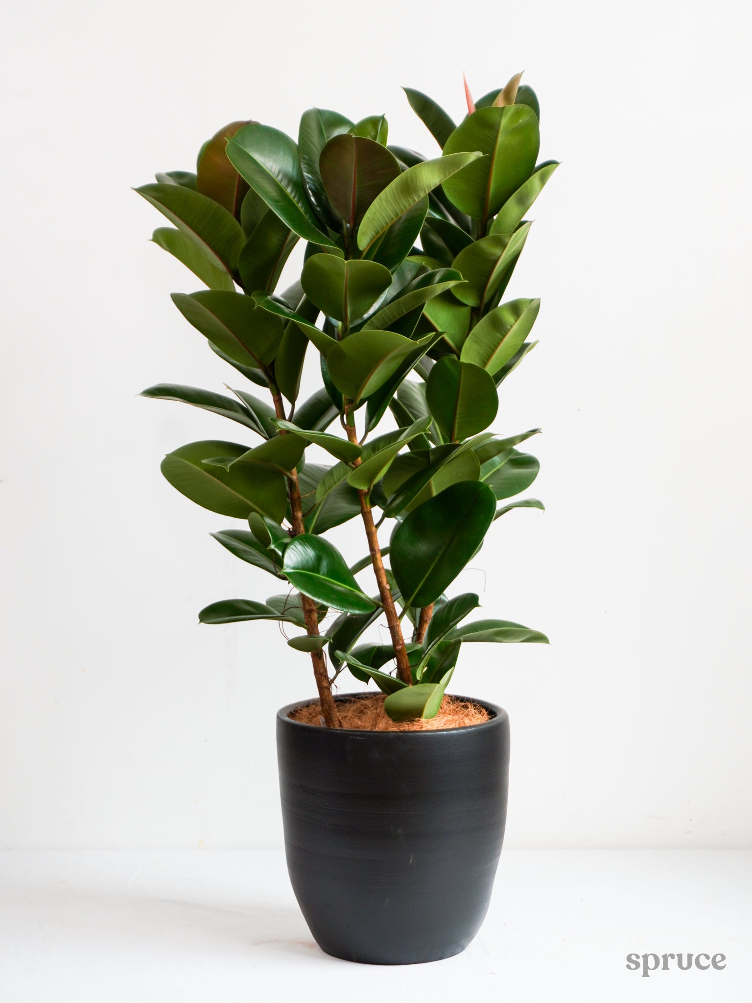 Ficus Sofia 'Column' (XL) – SPRUCE PLANT SHOP