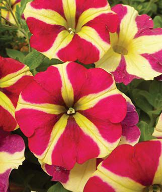 Amore™ Queen of Hearts Petunia Hanging Baskets