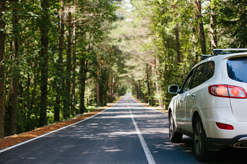 Car Driving Down Road in Woods