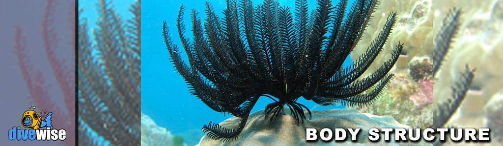 Feather Star